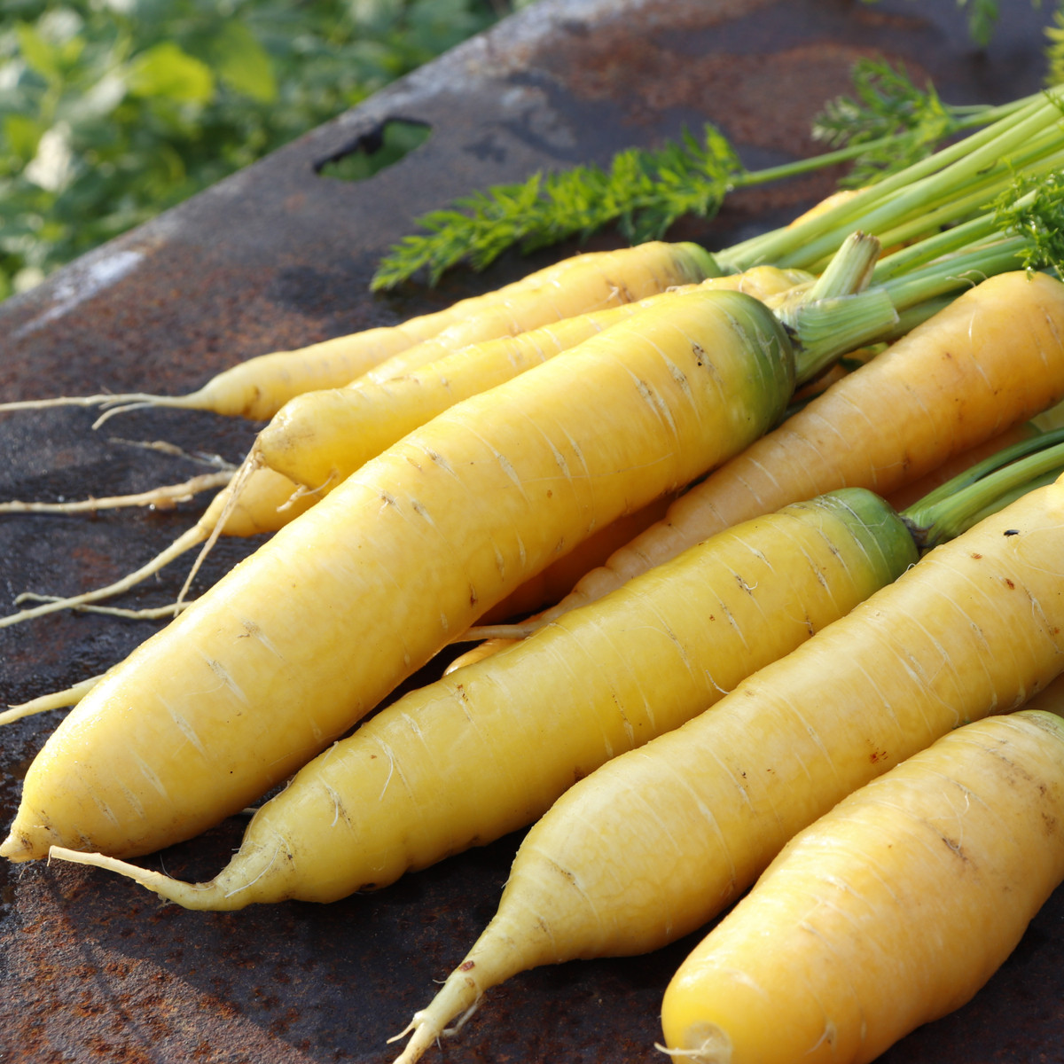 Mrkev Yellowstone – Daucus carota – nasiona marchwi