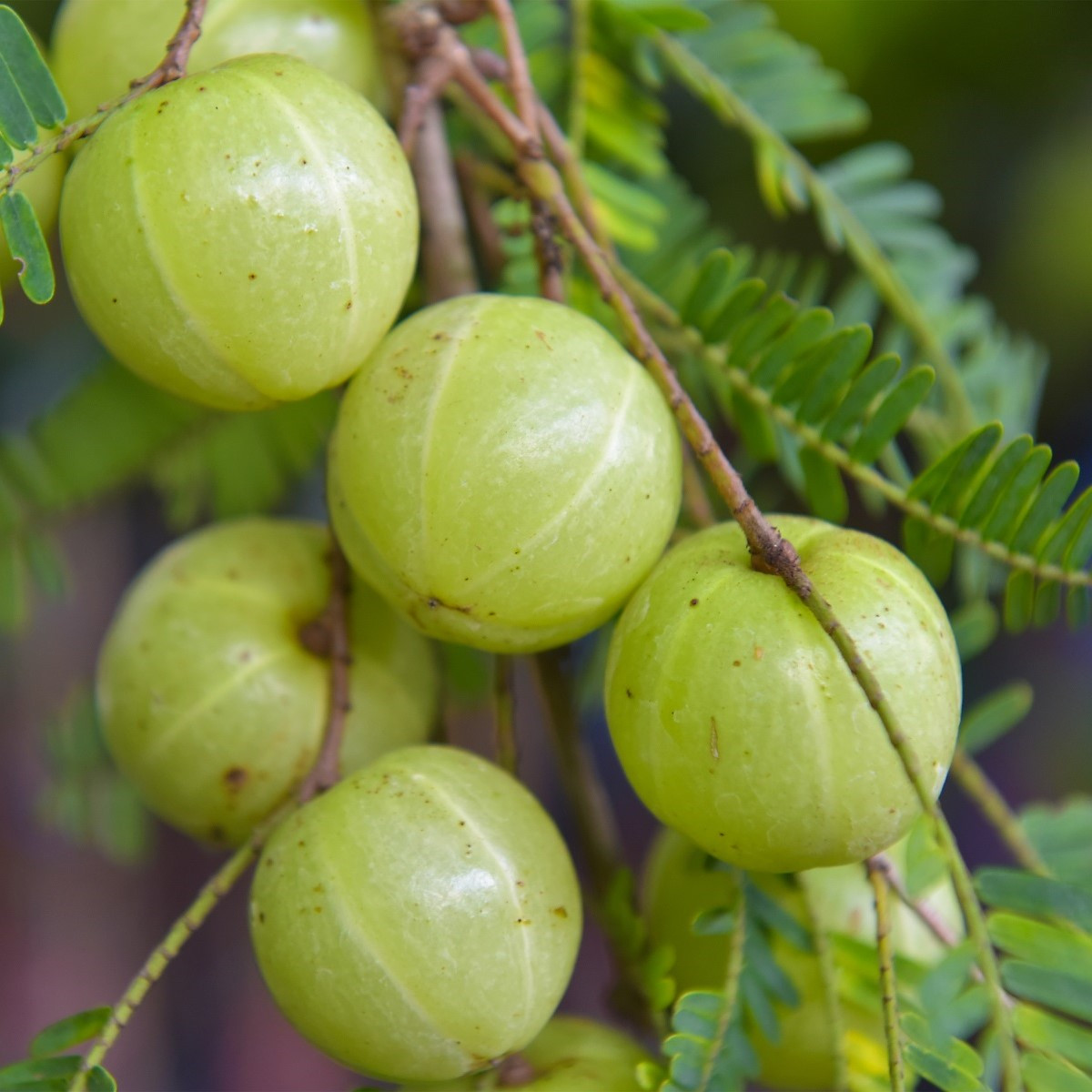 Indický angrešt - Phyllanthus emblica - semena indického angreštu - 8 ks
