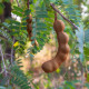 Tamarind indický - Tamarindus indica - semena tamarindu - 5 ks