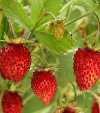 Poziomka Tubby Red - Fragaria vesca - nasiona poziomki - 15 szt.