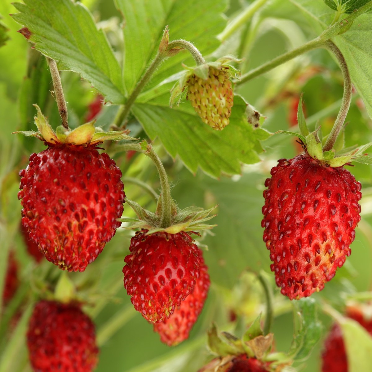 Poziomka Tubby Red - Fragaria vesca - nasiona poziomki - 15 szt.
