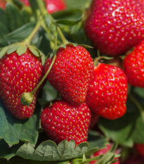 Jahodník stáleplodící Delician F1 - Fragaria ananassa - semena jahodníku - 7 ks
