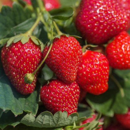 Jahodník stáleplodící Delician F1 - Fragaria ananassa - semena jahodníku - 7 ks