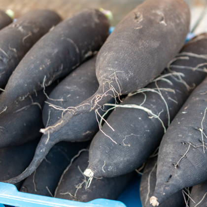 Ředkev setá dlouhá černá - Raphanus sativus niger - semena ředkve - 200 ks