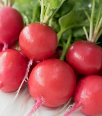 Rzodkiewka Riesenbutter Vitessa - Raphanus sativus sativus - nasiona rzodkiewki - 100 szt.