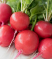 Rzodkiewka Riesenbutter Vitessa - Raphanus sativus sativus - nasiona rzodkiewki - 100 szt.