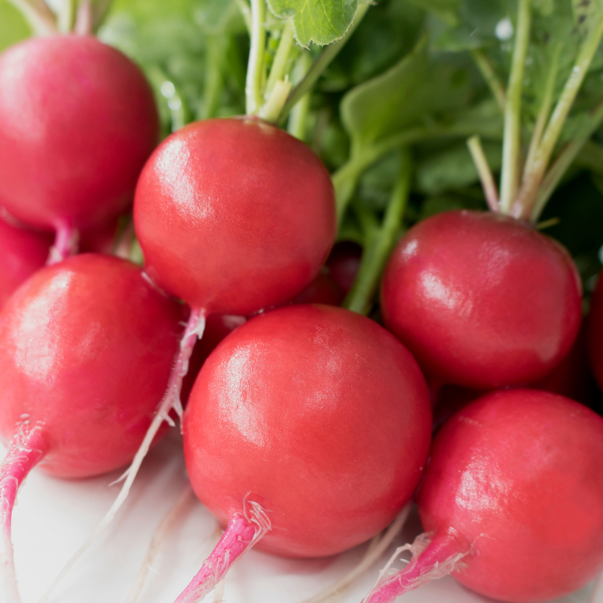 Rzodkiewka Riesenbutter Vitessa - Raphanus sativus sativus - nasiona rzodkiewki - 100 szt.