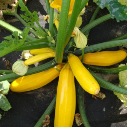 Cuketa Paladin F1 - Cucurbita pepo - semena cukety - 10 ks