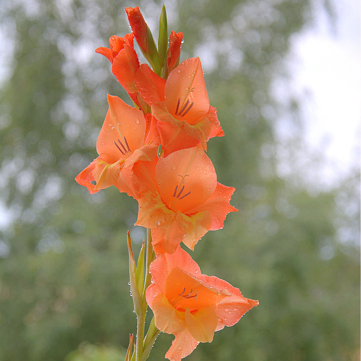 Gladiol Ovatie - Gladiolus - hlízy mečíku - 3 ks