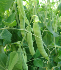 Hrách cukrový Ambrosia - Pisum sativum - semena hrachu - 50 ks