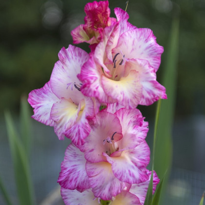 Gladiol My Love - Gladiolus - hlízy mečíku - 3 ks