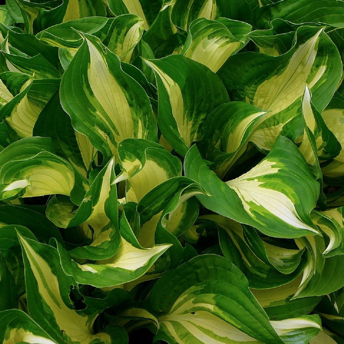 Bohyška - Hosta Mediovariegata - hlízy bohyšky - 1 ks