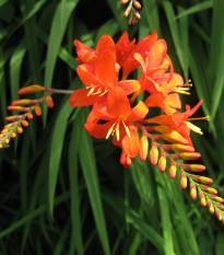 Montbrécie Masonorium - Crocosmia - hlízy montbrécie - 4 ks