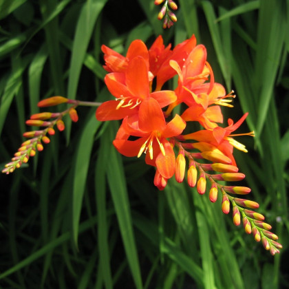 Montbrécie Masonorium - Crocosmia - hlízy montbrécie - 4 ks