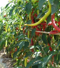 Paprika kozí roh Beros - Capsicum annuum - semena chilli - 15 ks