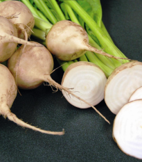 Řepa salátová Avalanche - Beta vulgaris - semena řepy - 50 ks