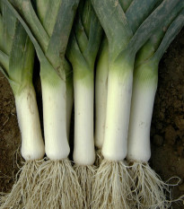 Pór zimní Winner - Allium porrum - semena póru - 300 ks