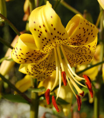 Lilie zlatohlavá Guinea Gold - Lilium - cibule lilie - 1 ks