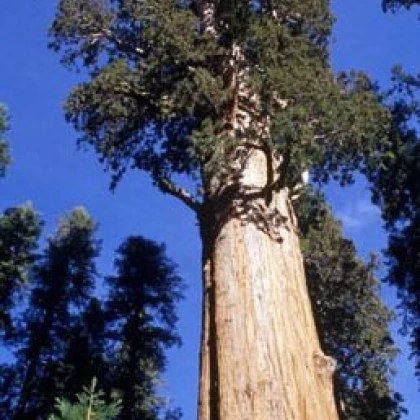 Sekvoj obrovská - Sequioia giganteum - 3 ks
