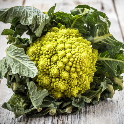 Kwiat kalafiora Veronica - Brassica oleracea L. convar. botrys - nasiona kalafiora - 10 szt.