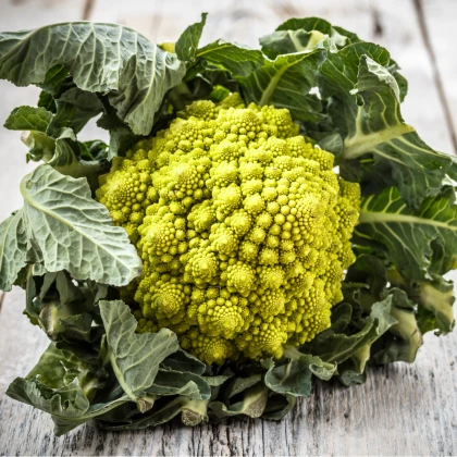 Kwiat kalafiora Veronica - Brassica oleracea L. convar. botrys - nasiona kalafiora - 10 szt.