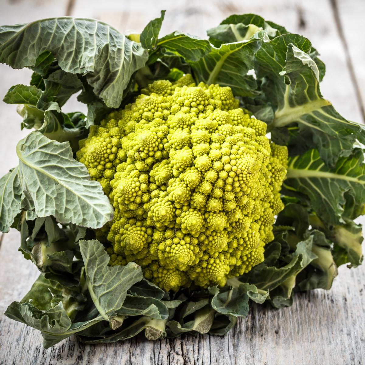 Květák Veronica F1 - Brassica oleracea L. convar. botrys - semena květáku - 10 ks