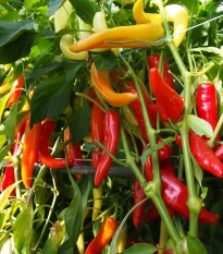 Paprika kozí roh Harriet - Capsicum annuum - semena chilli - 45 ks