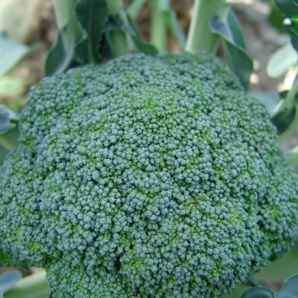 Brokolice Limba - Brassica oleracea L. - semena brokolice - 50 ks