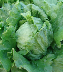 Salát hlávkový Tarzan - Lactuca sativa L. - semena salátu - 250 ks