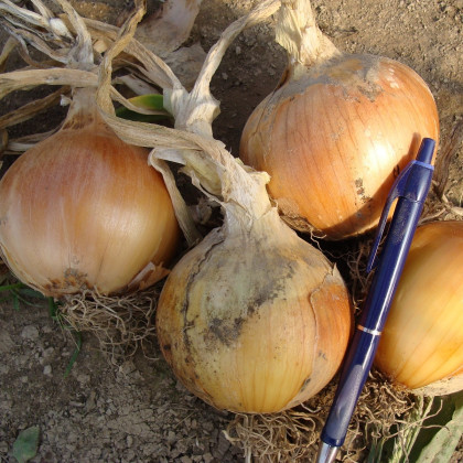 Cibule jarní Amfora F1 - Allium cepa - semena cibule - 110 ks