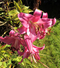 Lilie Pink Perfection - Lilium - cibule lilie - 1 ks
