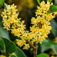 Olivovník libovonný - Osmanthus fragrans - semena olivovníku - 5 ks