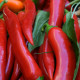 Chilli Kajenský pepř - Capsicum annuum - semena chilli - 8 ks