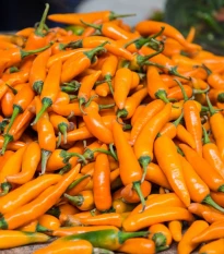 Chilli Bulharská mrkev - Capsicum annuum - semena chilli - 6 ks