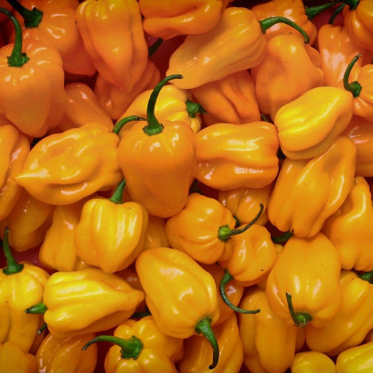 Chilli Trinidad Scorpion Moruga - Capsicum chinense - semena chilli - 5 ks