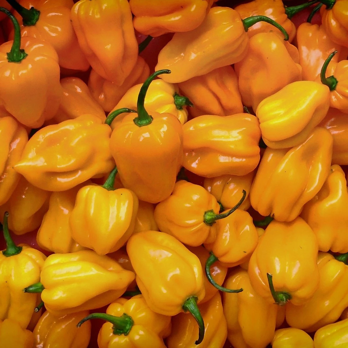 Chilli Trinidad Scorpion Moruga - Capsicum chinense - semena chilli - 5 ks