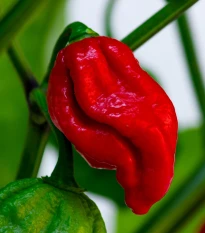 Chilli Naga Viper - Capsicum chinense - semena chilli - 6 ks