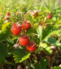Poziomka pospolita - Fragaria vesca - nasiona poziomki - 10 szt.