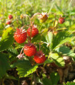 Poziomka pospolita - Fragaria vesca - nasiona poziomki - 10 szt.