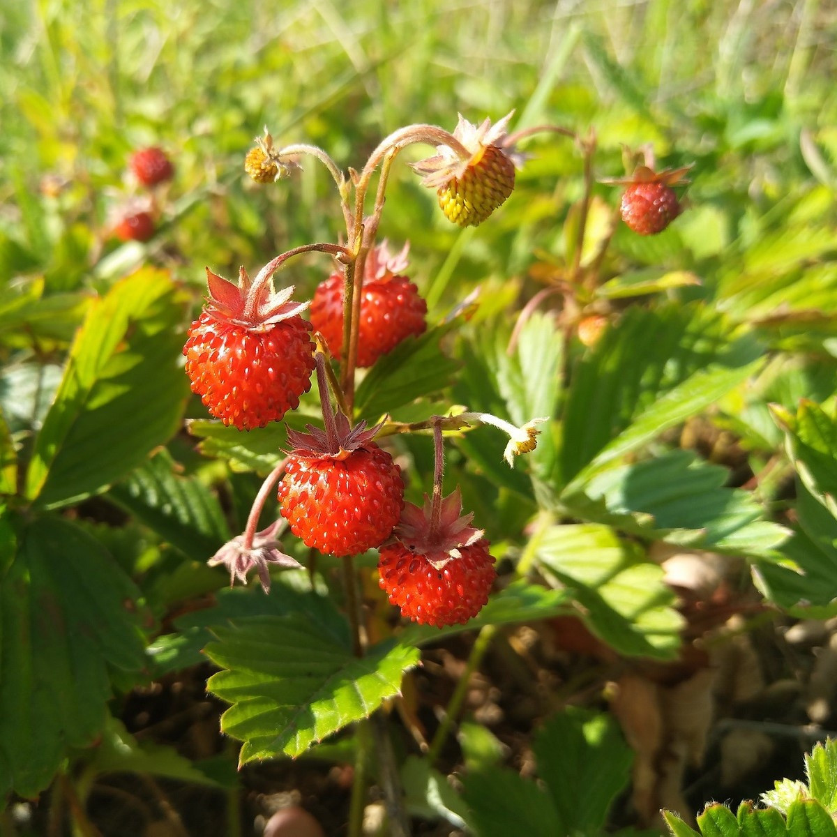 Poziomka pospolita - Fragaria vesca - nasiona poziomki - 10 szt.