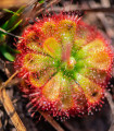 Rosnatka Humpty Doo - Drosera burmanii - semena - 15 ks