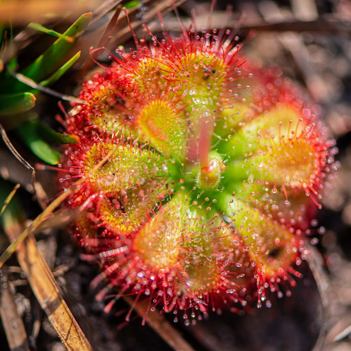 Rosnatka Humpty Doo - Drosera burmanii - semena - 15 ks