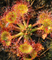 Rosnatka okrouhlolistá - Drosera rotundifolia - semena - 10 ks