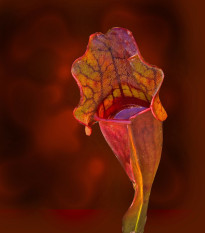 Špirlice nachová - Sarracenia purpurea - semena špirlice - 8 ks