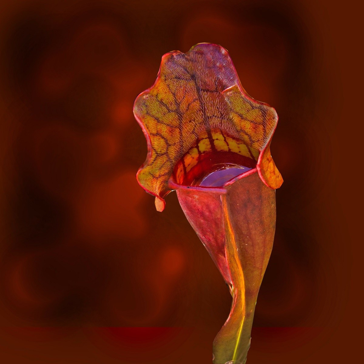 Špirlice nachová - Sarracenia purpurea - semena špirlice - 8 ks