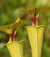 Špirlice flava - Sarracenia flava - semena špirlice - 10 ks