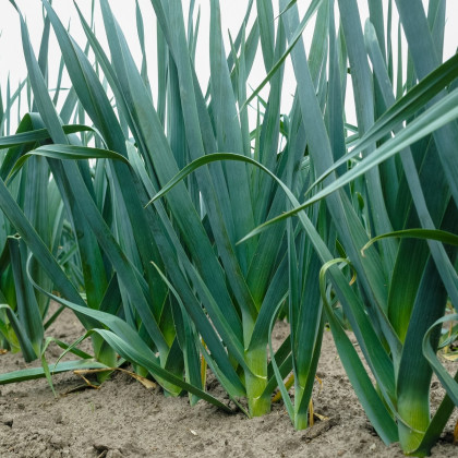 BIO Pór Freezo - Allium porrum - bio semena póru - 100 ks