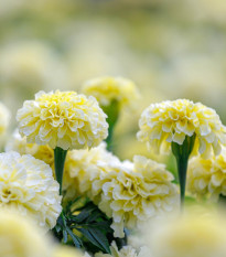 Aksamitník vzpřímený Eskimo - Tagetes erecta - semena aksamitníku - 30 ks