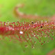 Rosnatka červená - Drosera capensis Giftberg - prodej semen - 15 ks