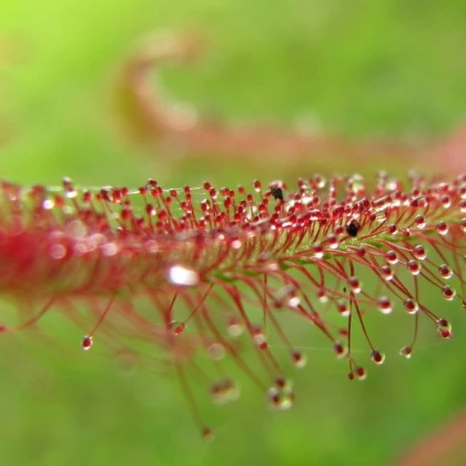 Rosnatka červená - Drosera capensis Giftberg - prodej semen - 15 ks